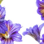 本圣女摊牌了漫画下拉式免费阅读:揭开神秘面纱的精彩剧情与角色解析 0avy62i