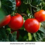 李丽珍不扣钮女孩:勇敢追求自我的时尚态度 6oxe0w3tb3