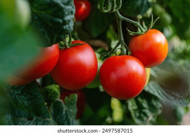 李丽珍不扣钮女孩：勇敢追求自我的时尚态度