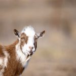 水冰月与水兵月的迷人世界:你更喜欢哪个? 71820cpr1f