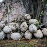 本圣女摊牌了漫画免费观看:揭开神秘面纱的精彩剧情与角色分析 8j1570