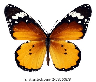 李可可：探索她在艺术与科技交汇中的独特视角