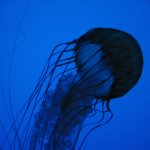 樱花动漫官方版正版入口详细指南与获取方法 gn375mz