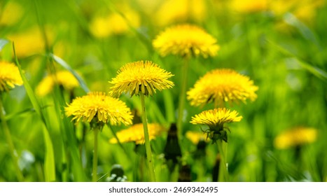 深入解析:桔子与橘子的区别及其营养价值 深入解析:桔子与橘子的区别及其营养价值