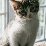 朱可儿:揭秘土豪背后的奢华生活与真实故事 jady4f