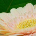 母亲的朋友的故事:那些年她们共同走过的岁月与回忆 jk52g