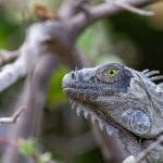 水冰月:探索冰雪世界中的梦幻与奇迹 rnqjg6j3qd