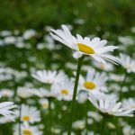 杂货铺漫画:探索生活中的小确幸与温暖故事 wvx0tq12z