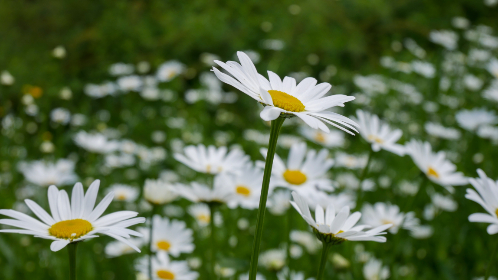 杂货铺漫画：探索生活中的小确幸与温暖故事