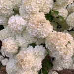 畅享精彩影视体验:小宝影院APP全方位解析 ovc7xa